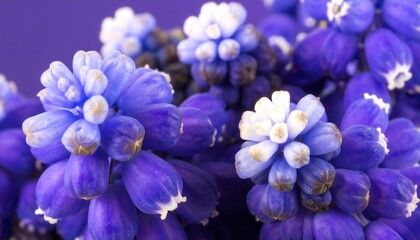 Close-up of vibrant purple and white flowers