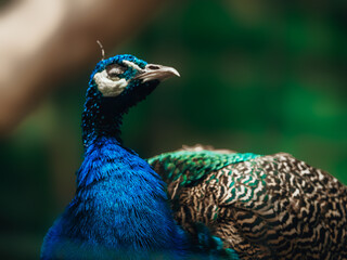 Obraz premium portrait of a peacock