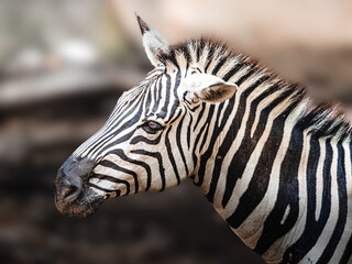 close up of zebra © Thomas