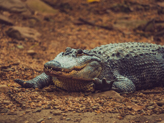 alligator on land