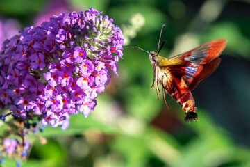 Hummingbird Clearwing Moth hovering and feeding from purple flowers of butterfly bush