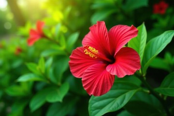 Vibrant red hibiscus bloom against lush green foliage, photography, closeup