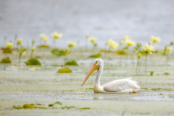 one white american pelican swimming among a group of yellow lotus flowers