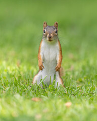 little red squirrel standing up on his hind legs looking straight into view