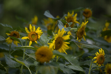 many sunflowers with shadows