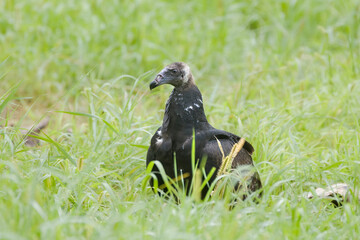 juvenile turkey vulture