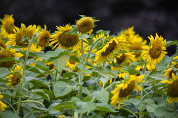 field of sunflowers