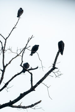Cuautitl&aacute;n de Garc&iacute;a Barrag&aacute;n