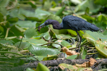 Fototapeta premium Little blue heron with a crayfish in its beak.