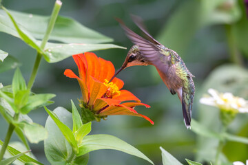 Female ruby-throated hummingbird drinking from a bright orange flower.
