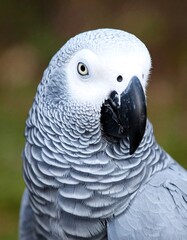 Obraz premium Close-up of a gray parrot