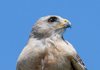 red shouldered hawk