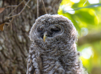 Close up of an adorable barred owl baby