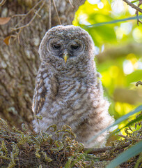 Cute barred owlet portrait