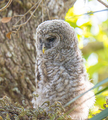 Cute and fluffy barred owl baby