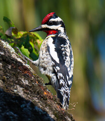 Yellow bellied sapsucker