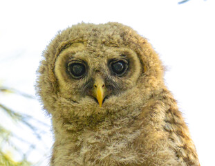 Baby barred owl face