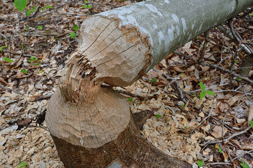 Tree cut by beaver. Beaver damage to forest. © Do Mi Nic