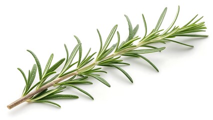 Fototapeta premium A single sprig of rosemary isolated on a white background view