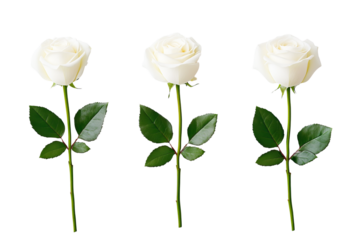 Three roses stand upright with parallel stems and green leaves against the isolated background.