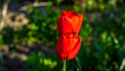 Two vibrant red tulips in a garden setting.