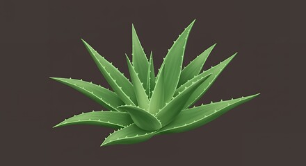 Fototapeta premium Green Aloe Vera Illustration