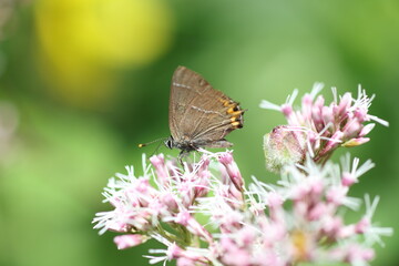 Black Hairstreak (Strymonidia puruni jezoensis) in Hokkaido, Japan