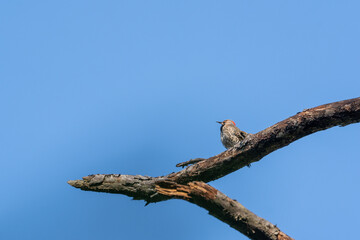 Woodpecker perched high up in a tree against a bright blue sky with copy space
