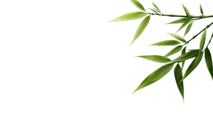 Bamboo stalks with green leaves are positioned in the upper right corner against a isolated background.