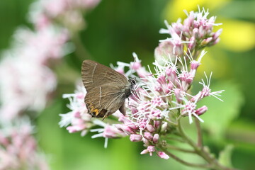 Black Hairstreak (Strymonidia puruni jezoensis) in Hokkaido, Japan