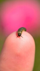 Tiny insect on fingertip