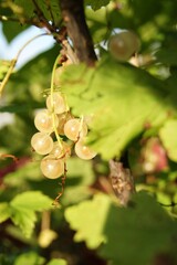 White currant close-up in a vertical photo - a harvest of berries. A delicious, fresh vegetarian treat. Proper nutrition, freshness.