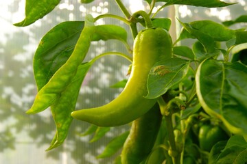 Sweet pepper growing on a bush, horizontal photo, close-up. Autumn home harvest, farming, garden and vegetable garden. Vegetarian food and proper nutrition, vegetables for salad