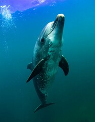 Dolphin surfacing in deep blue ocean