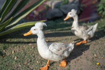 A white crested white duck walk in the garden.