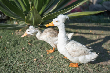 A white crested white duck walk in the garden.