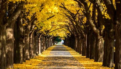 Golden autumnal tree tunnel