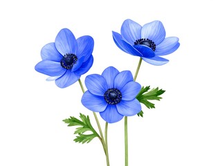 Fototapeta premium Three vibrant blue anemones on a white background