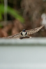 The Red-whiskered Bulbuls flying with nature blur background.