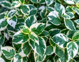 Obraz premium Close-up of variegated leaves (1)