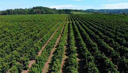 Aerial view of an expansive tree plantation