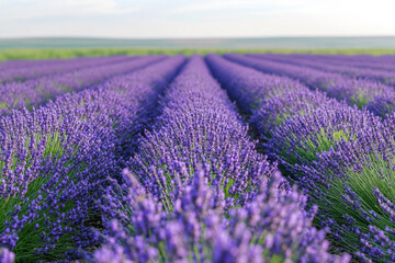 Obraz premium Endless Rows of Vibrant Purple Lavender Flowers in Summer