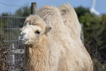 Obraz premium Bactrian Camel Close-Up Camelus Bactrianus Wildlife Zoo Photography