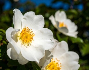 Close-up of three pristine white flowers, sunlight illuminating delicate petals and vibrant yellow centers