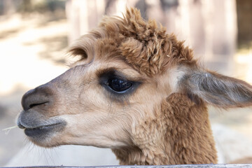 Alpaca Vicugna Pacos Close-Up Wildlife Animal Photography © touchedbylight