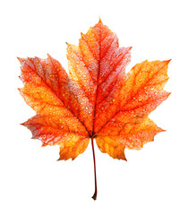 Fototapeta premium Orange maple leaf isolated on transparent background. Autumn dry leaf.