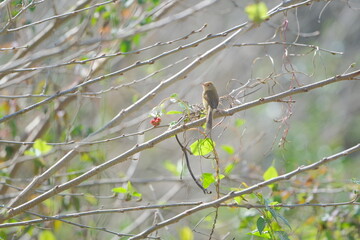 Plain Prinia perched among twigs in undergrowth Taiwan Taipei City