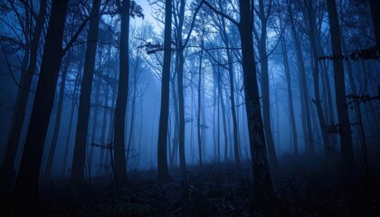Obraz premium Mysterious Foggy Forest at Dusk