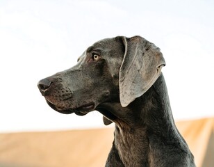 Close-up of a Weimaraner dog