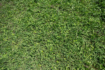 Lush green grass lawn under bright sunlight
